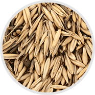 Avena Sativa Extract